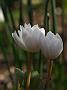 Sanguinaria canadense Flore Pleno2